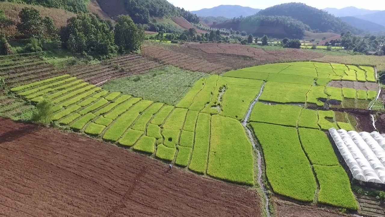 ​นาขั้นบันได