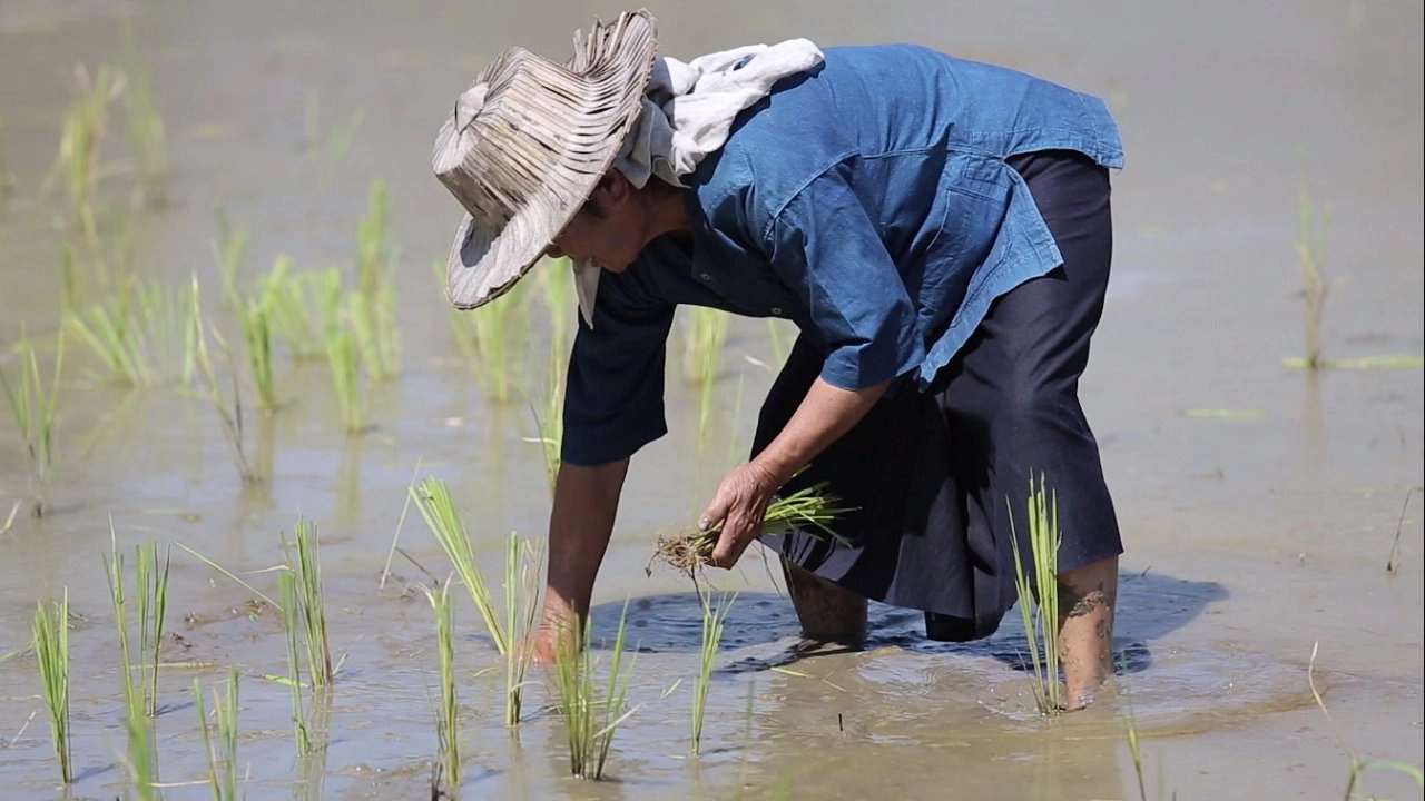 พิธีแรกปลูก