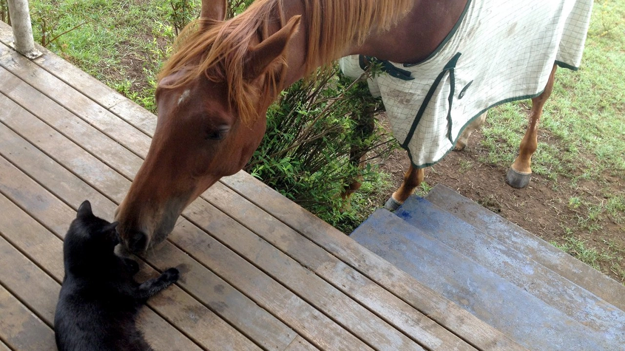 เพื่อนซี้ต่างพันธุ์  ตอน นกกระตั้วกับลูกแมวน้อย