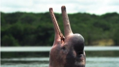 เผยความลับโลมาสีชมพู