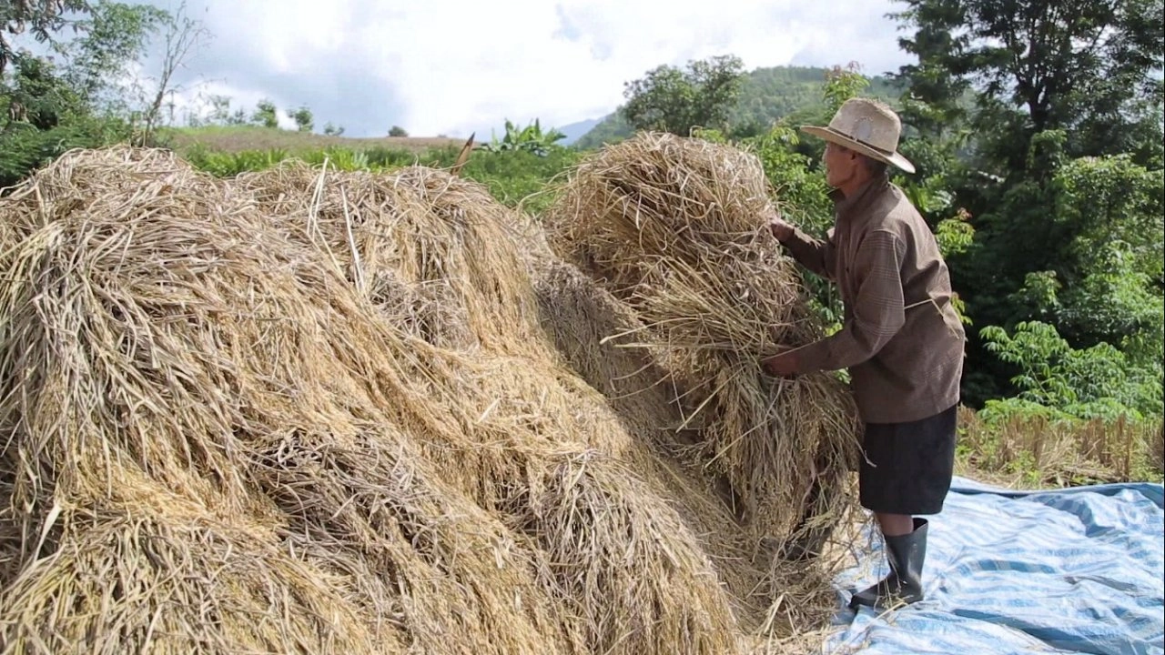 ​การปลูกข้าวไร่