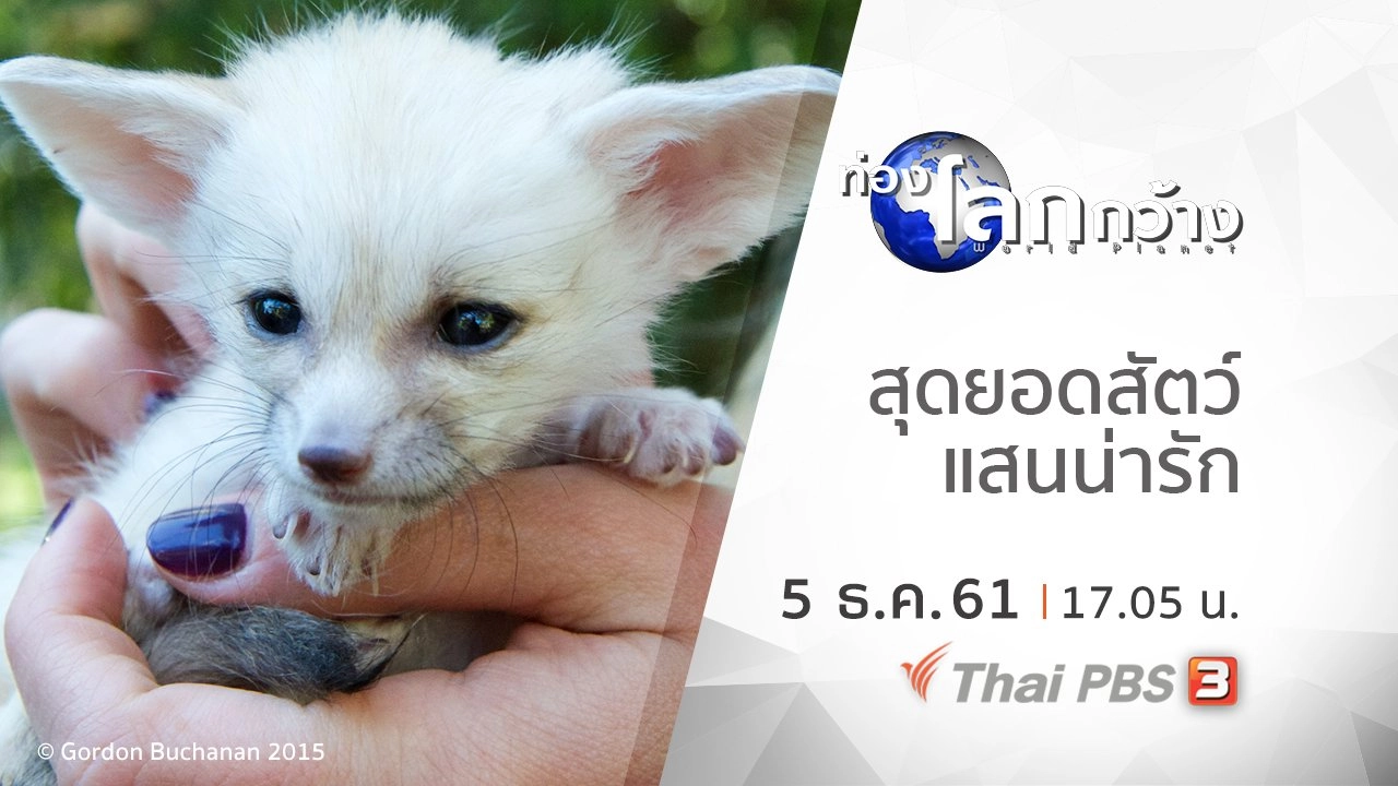 สุดยอดสัตว์แสนน่ารัก