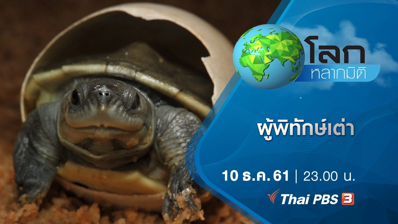 ผู้พิทักษ์เต่า