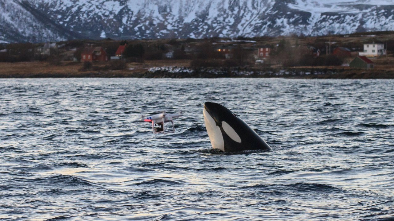 มหาสมุทรแอตแลนติก ตอน กระแสน้ำแห่งชีวิต