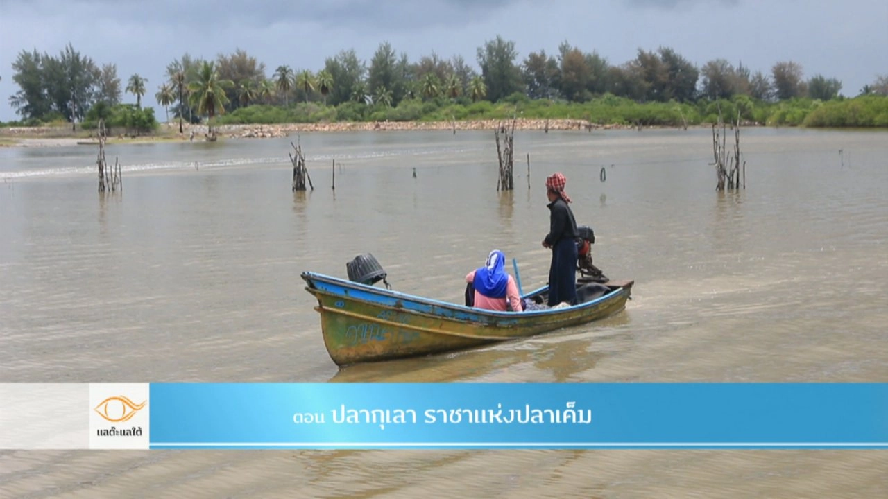 ปลากุเลา ราชาแห่งปลาเค็ม