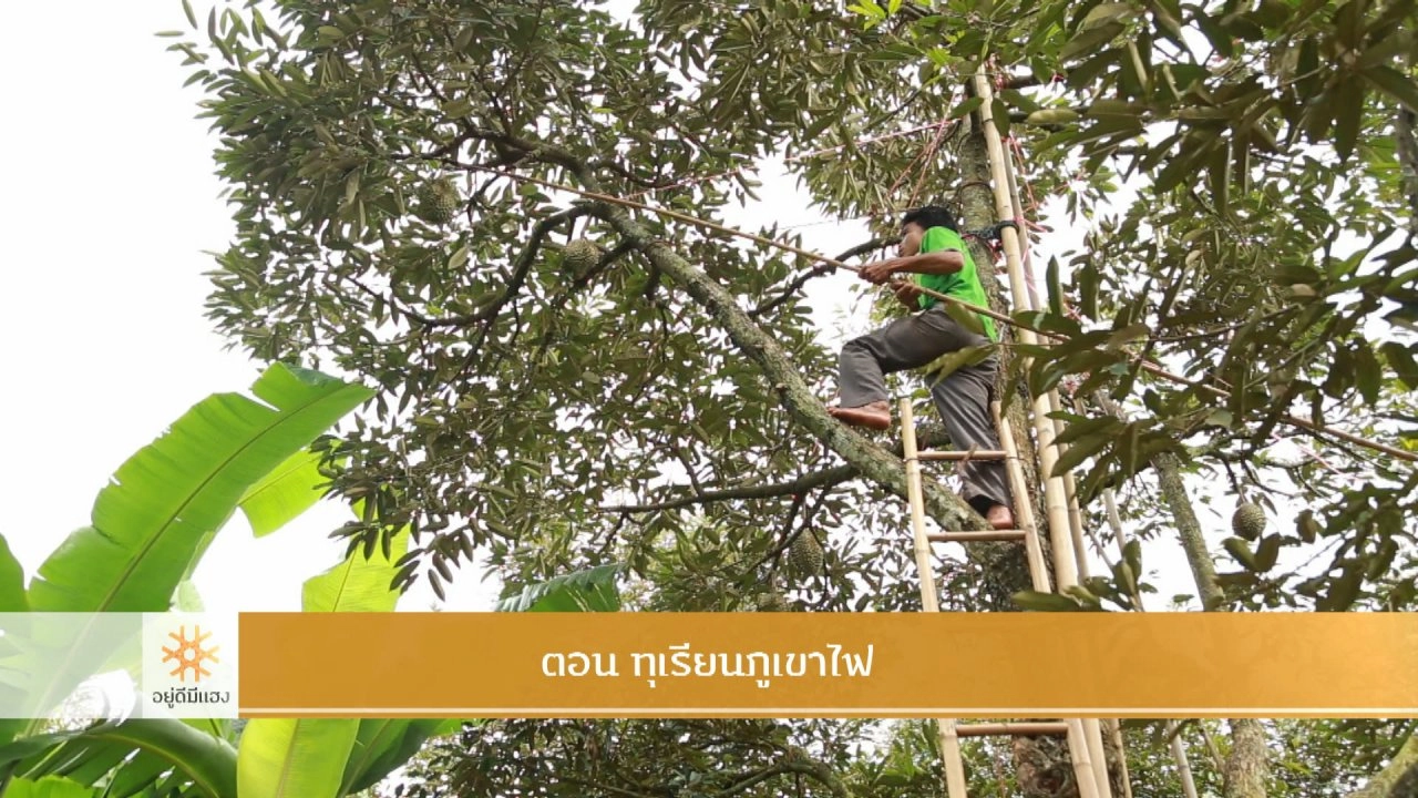 ทุเรียนภูเขาไฟ