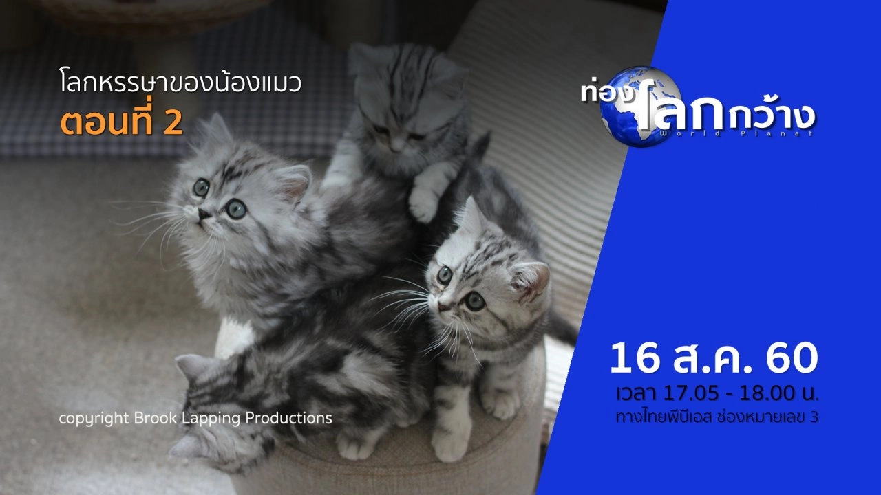 โลกหรรษาของน้องแมว ตอนที่ 2