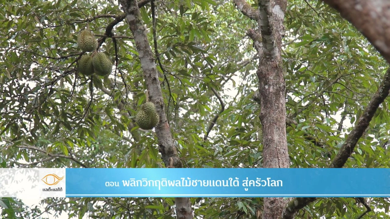 พลิกวิกฤติผลไม้ชายแดนใต้ สู่ครัวโลก​