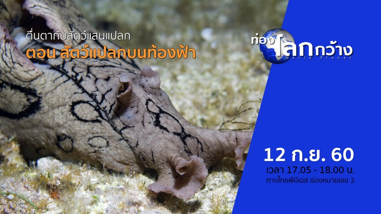 ตื่นตากับสัตว์แสนแปลก ตอน สัตว์แปลกบนท้องฟ้า