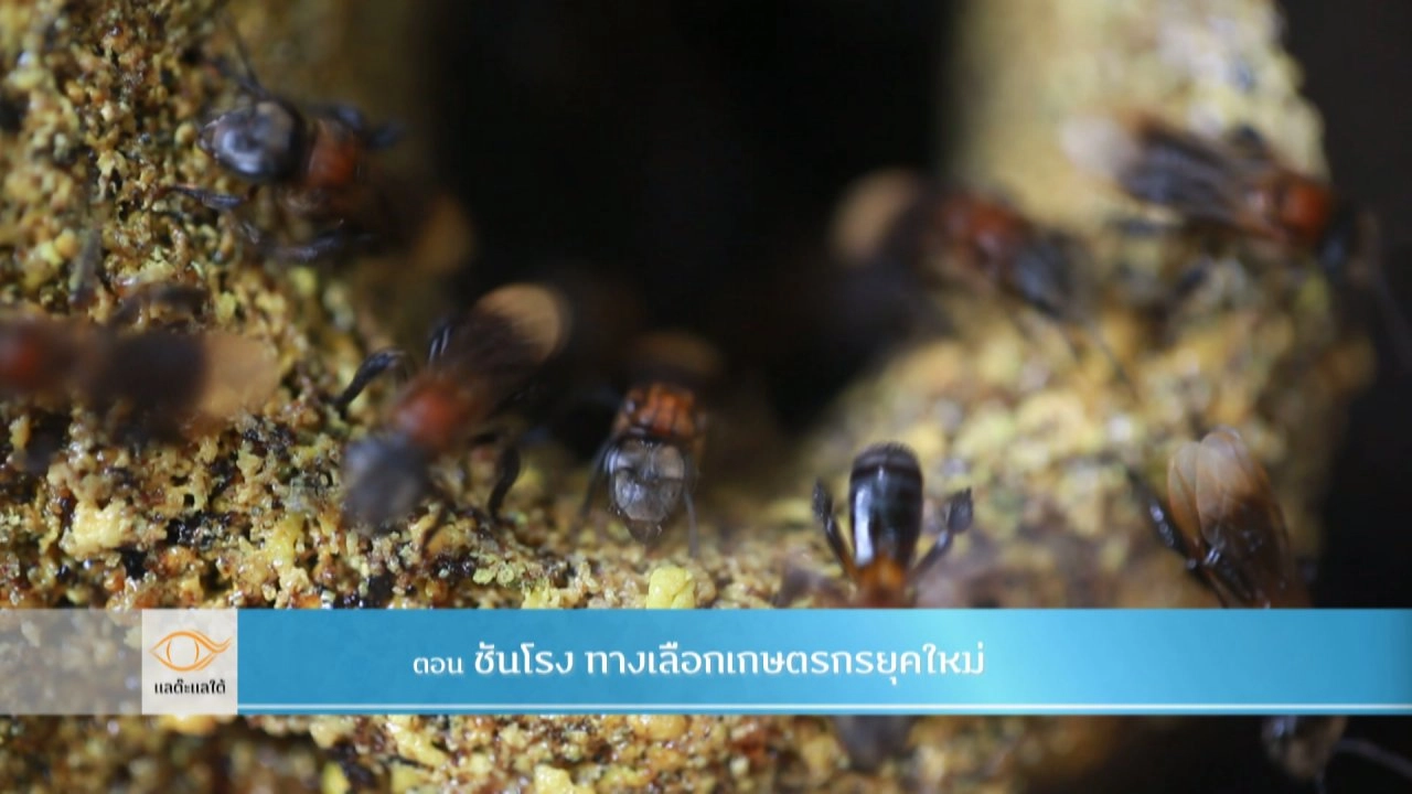 ชันโรง ทางเลือกของเกษตรกรยุคใหม่