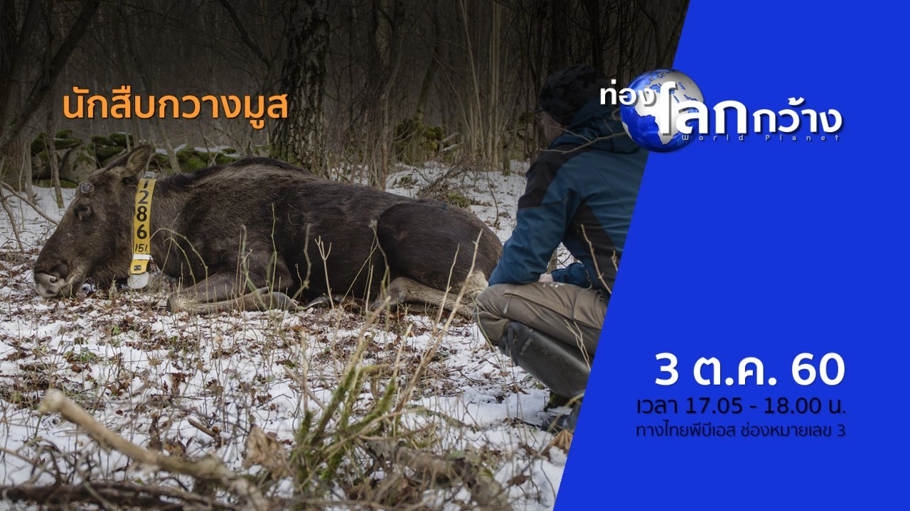 นักสืบกวางมูส