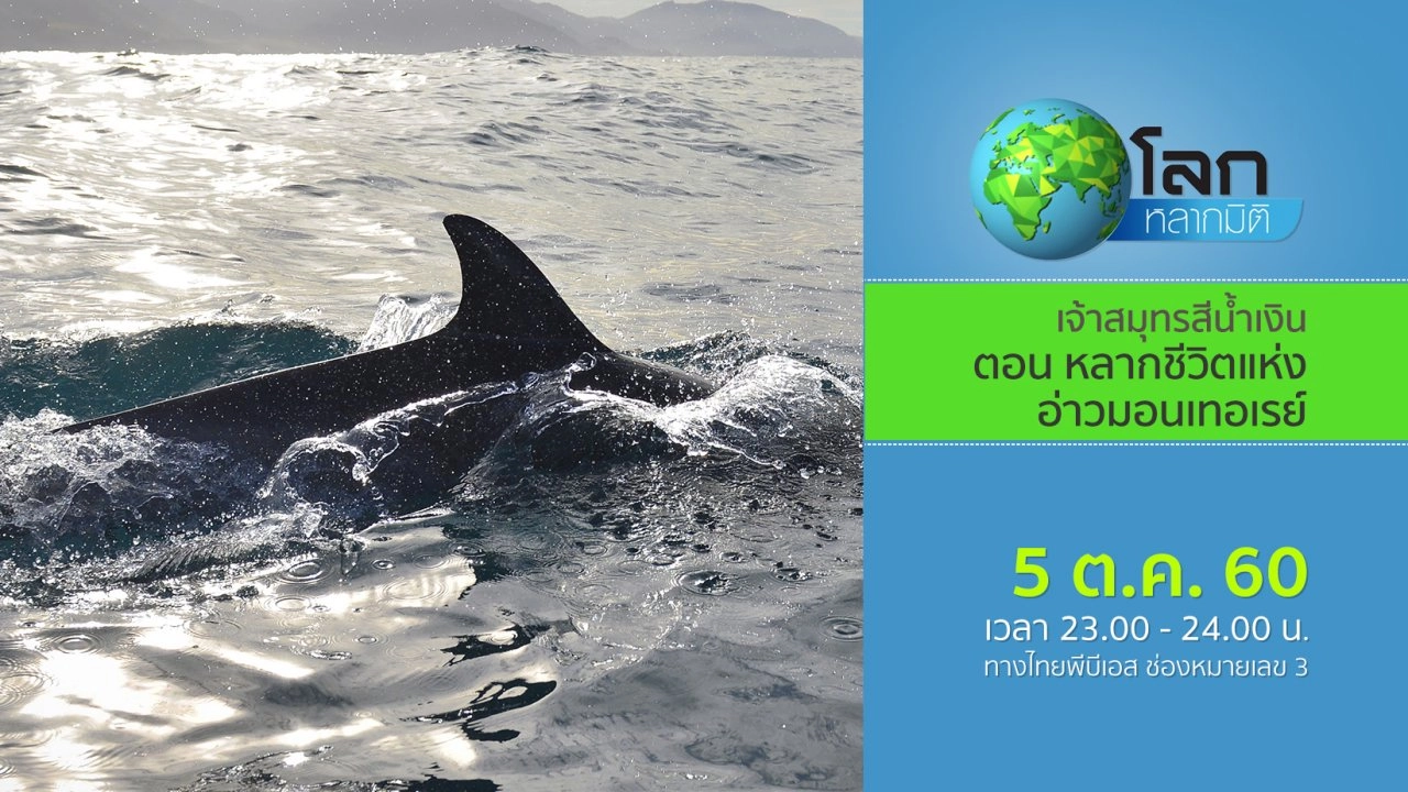 เจ้าสมุทรสีน้ำเงิน ตอน หลากชีวิตแห่งอ่าวมอนเทอเรย์