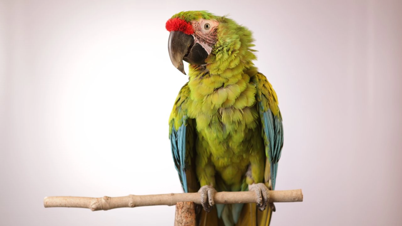 เจาะลึกชีวิตนกแก้ว