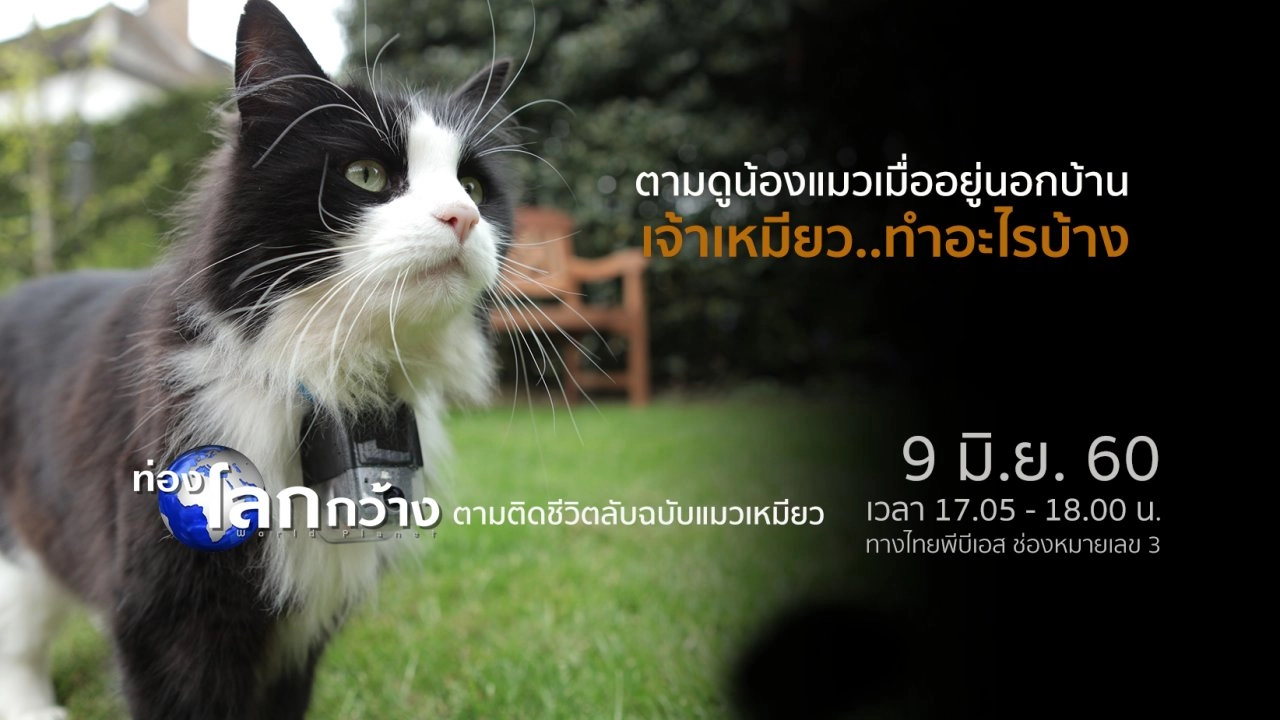 ตามติดชีวิตลับฉบับแมวเหมียว