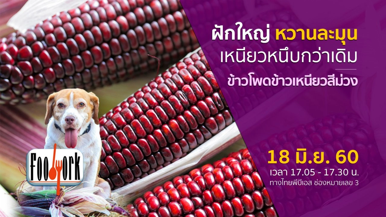 ข้าวโพดข้าวเหนียวสีม่วง