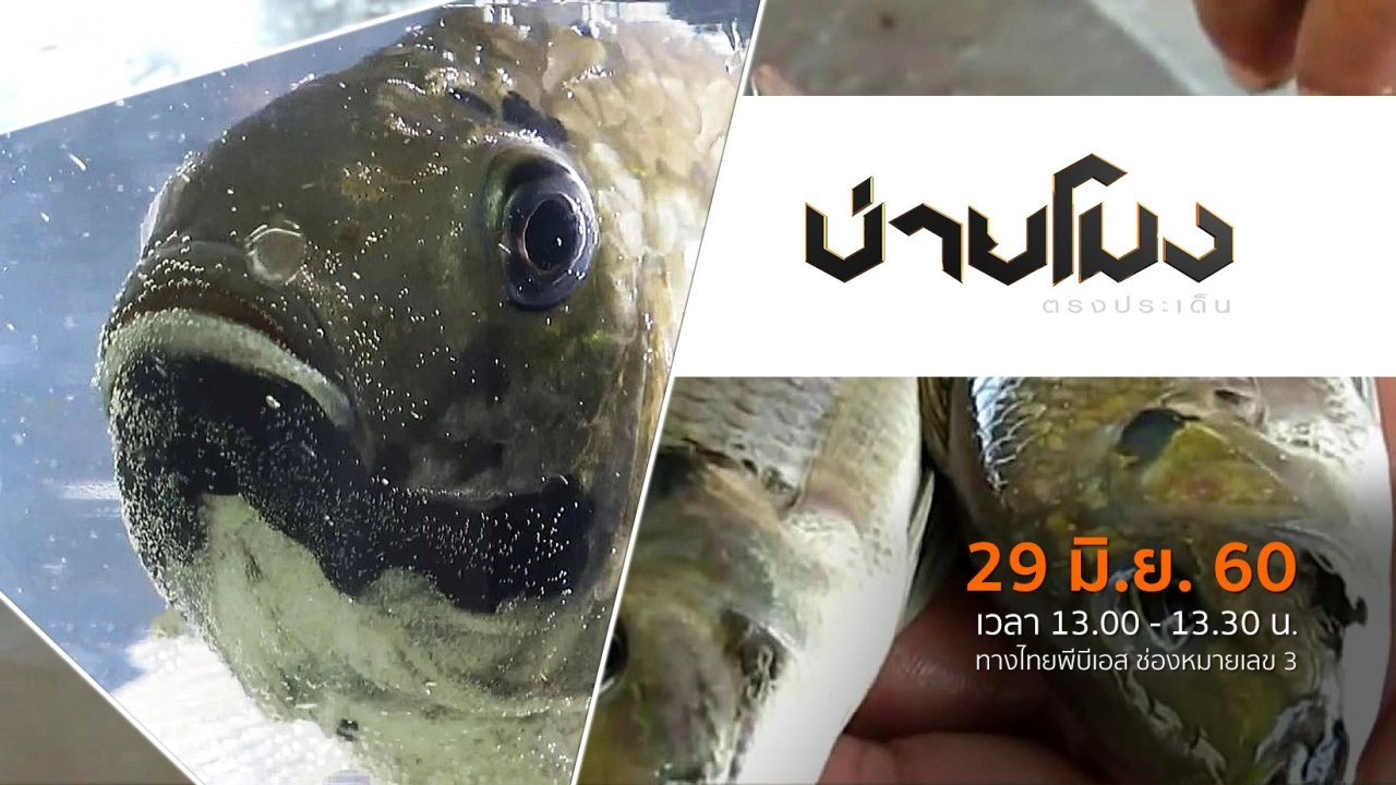 ประเด็นข่าว ( 29 มิ.ย. 60)