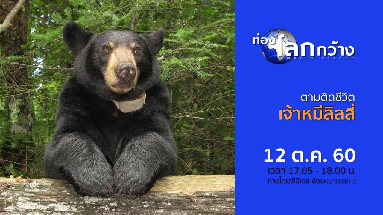 ตามติดชีวิตเจ้าหมีลิลลี่