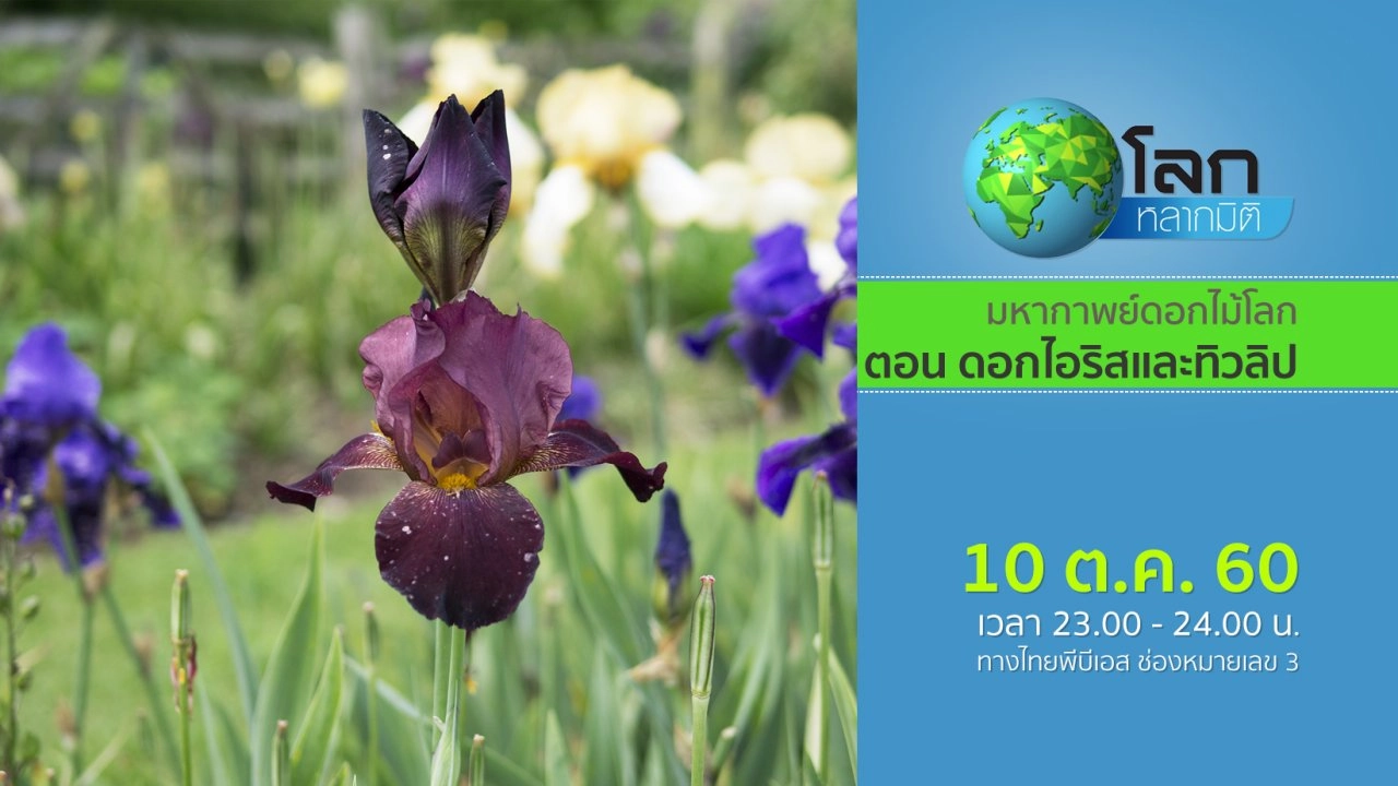 มหากาพย์ดอกไม้โลก ตอน ดอกไอริสและทิวลิป