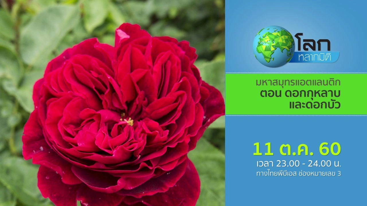 มหากาพย์ดอกไม้โลก ตอน ดอกกุหลาบและดอกบัว