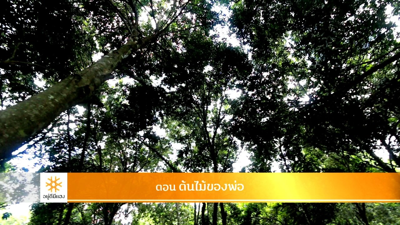 ต้นไม้ของพ่อ​