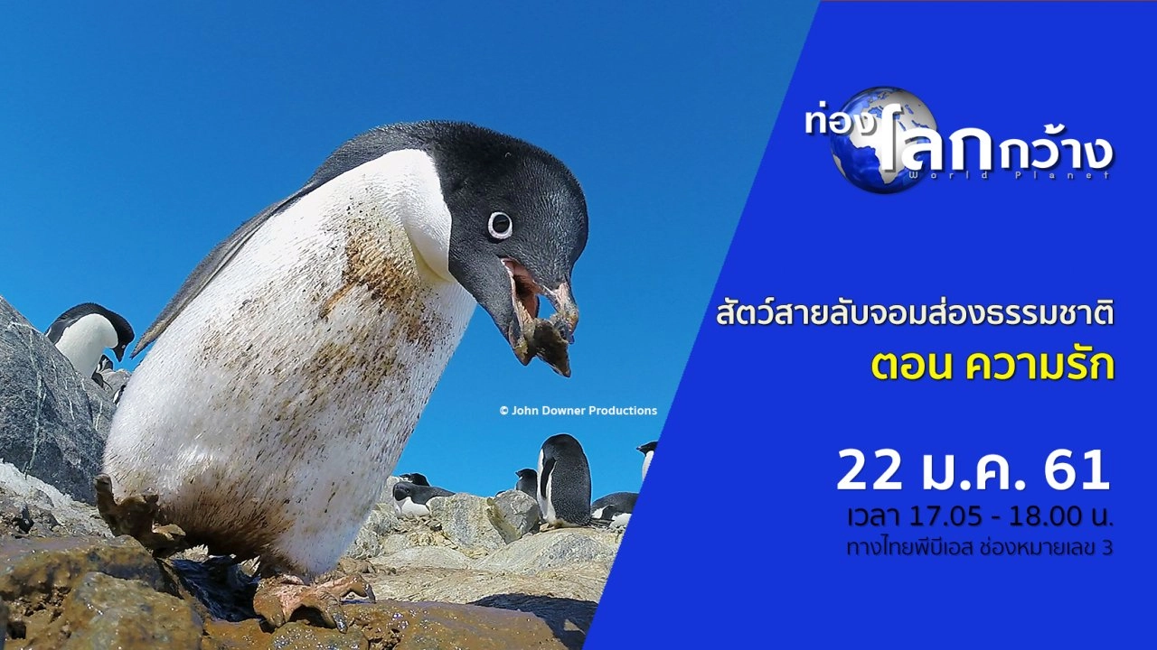 สัตว์สายลับจอมส่องธรรมชาติ ตอน ความรัก