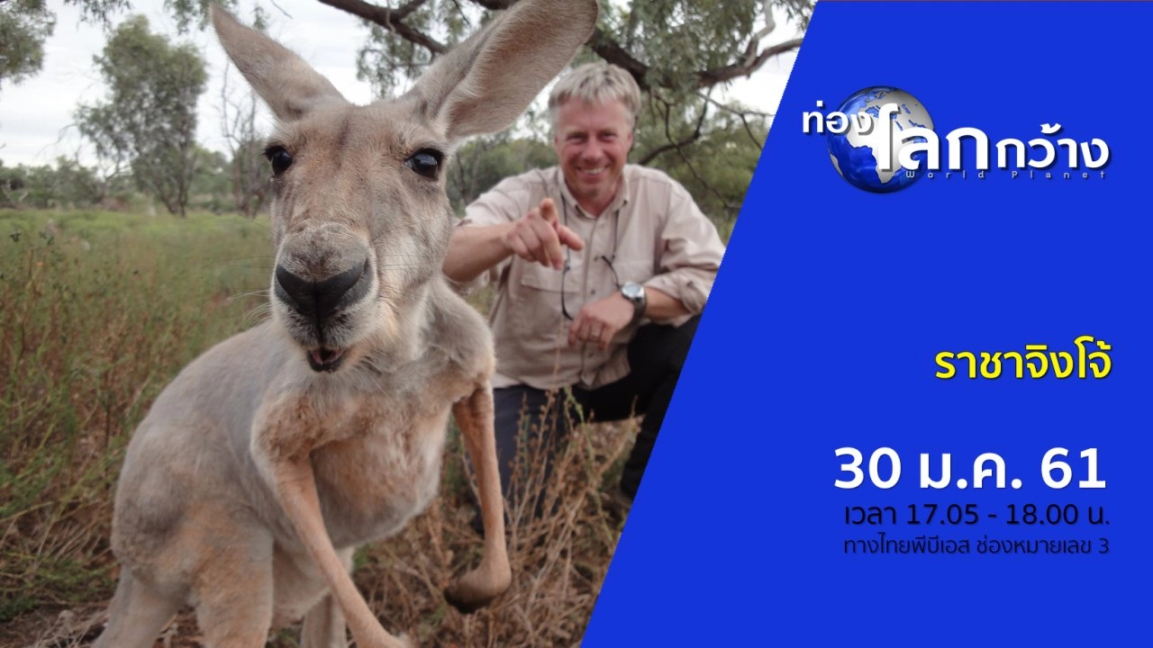 ราชาจิงโจ้