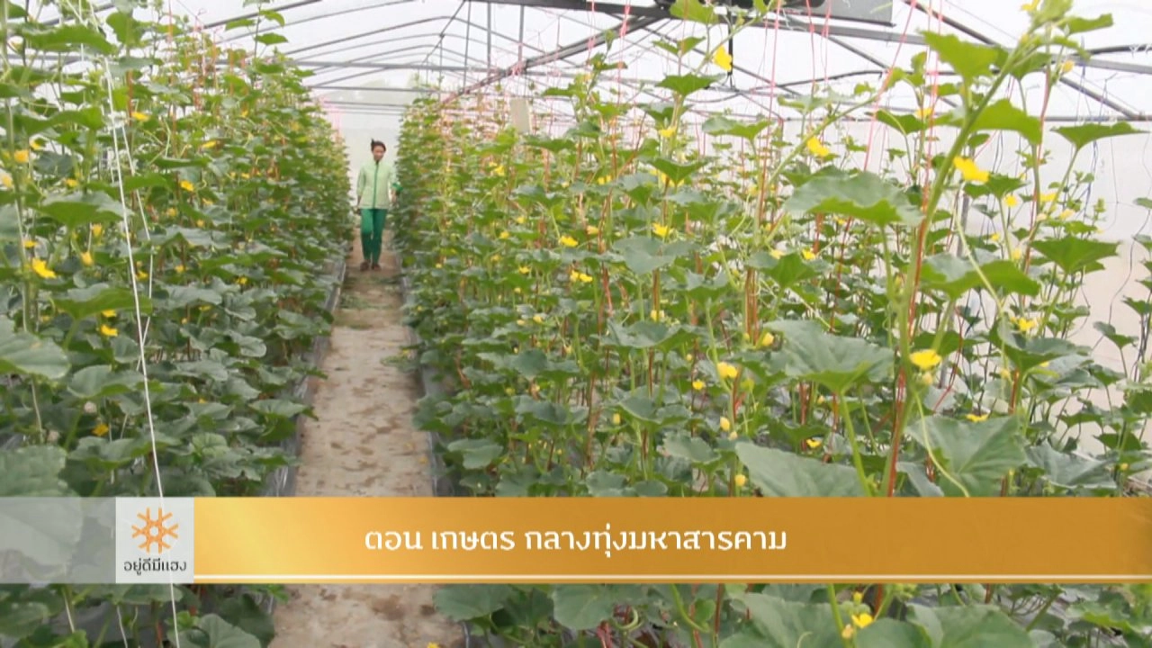 เกษตร กลางทุ่งมหาสารคาม​