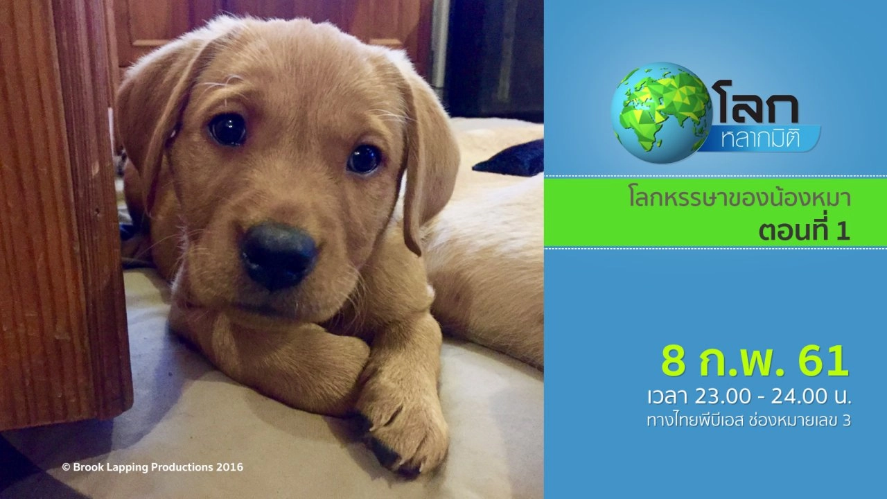 โลกหรรษาของน้องหมา ตอนที่ 1