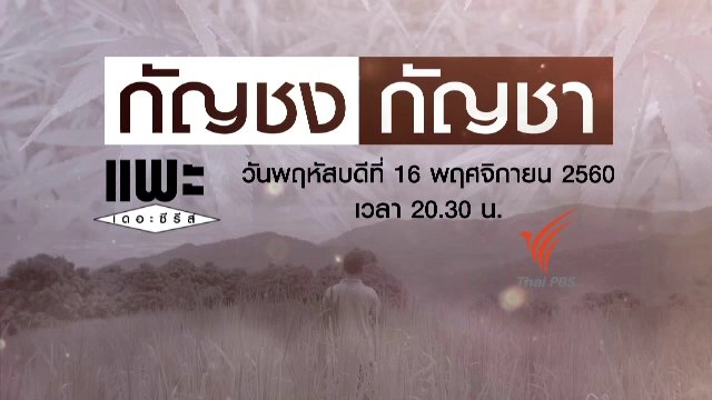 กัญชง กัญชา