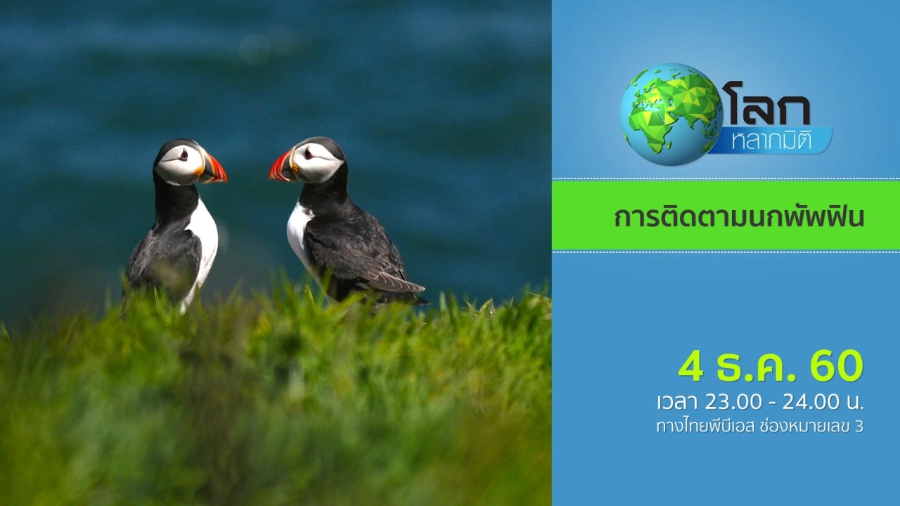 การติดตามนกพัพฟิน