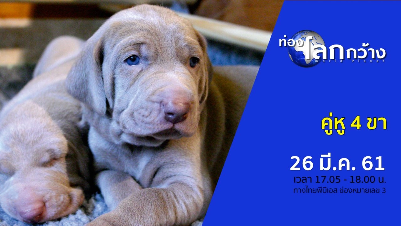 คู่หู 4 ขา