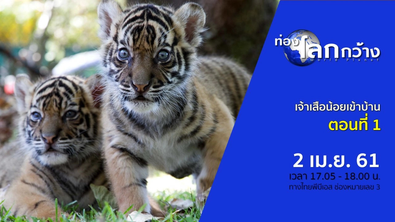 เจ้าเสือน้อยเข้าบ้าน ตอนที่ 1