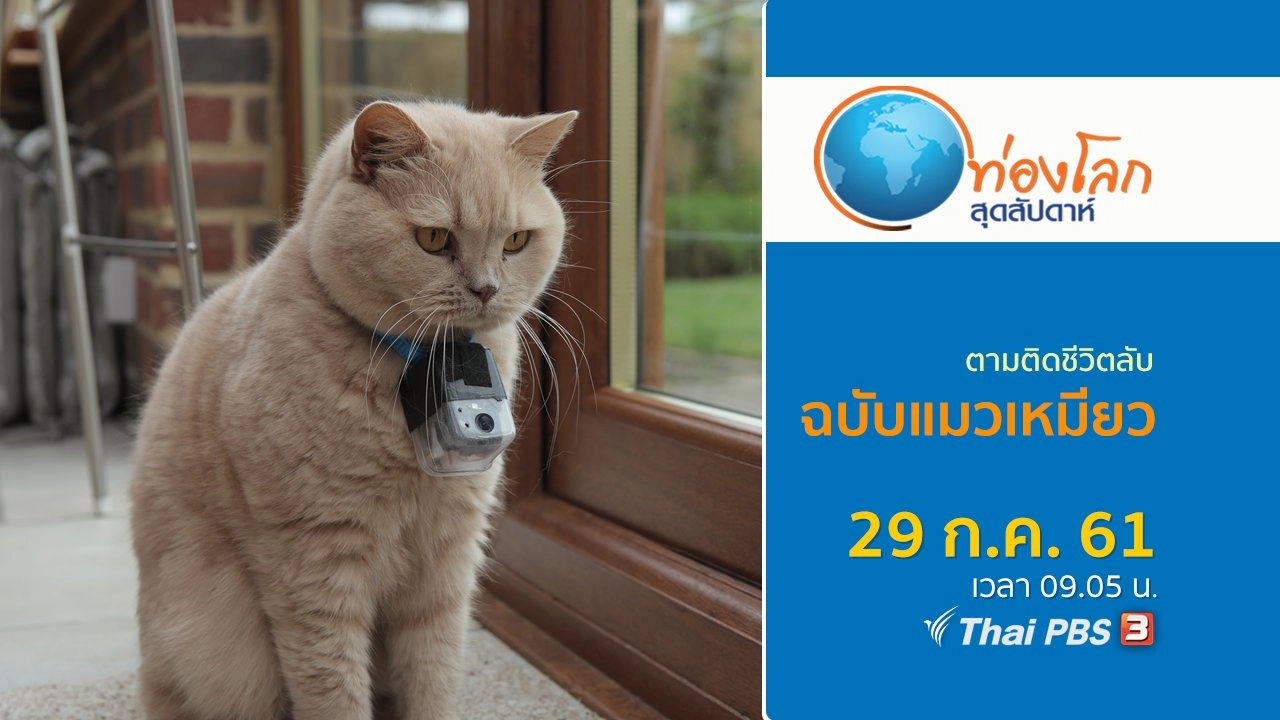 ตามติดชีวิตลับฉบับแมวเหมียว