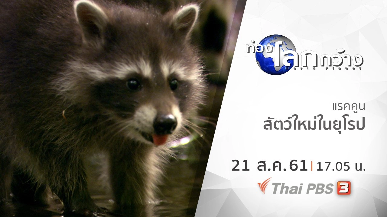 แรคคูน สัตว์ใหม่ในยุโรป