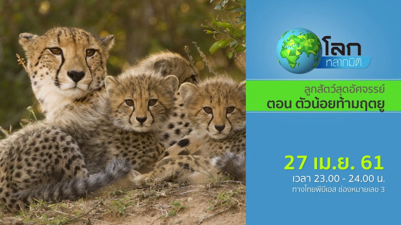 ลูกสัตว์สุดอัศจรรย์ ตอน ตัวน้อยยอดนักสู้