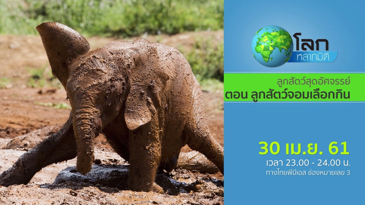 ลูกสัตว์สุดอัศจรรย์ ตอน ลูกสัตว์จอมเลือกกิน