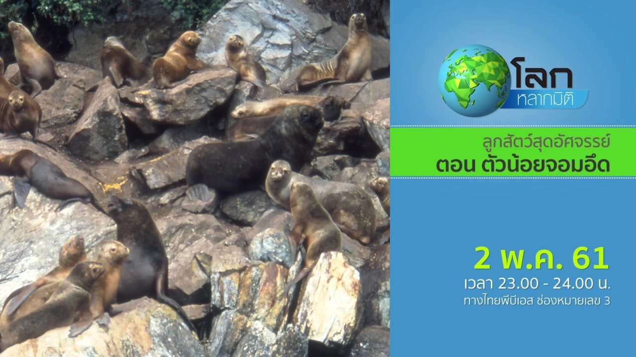 ลูกสัตว์สุดอัศจรรย์ ตอน ตัวน้อยจอมอึด