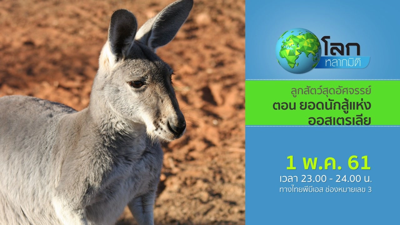 ลูกสัตว์สุดอัศจรรย์ ตอน ยอดนักสู้แห่งออสเตรเลีย