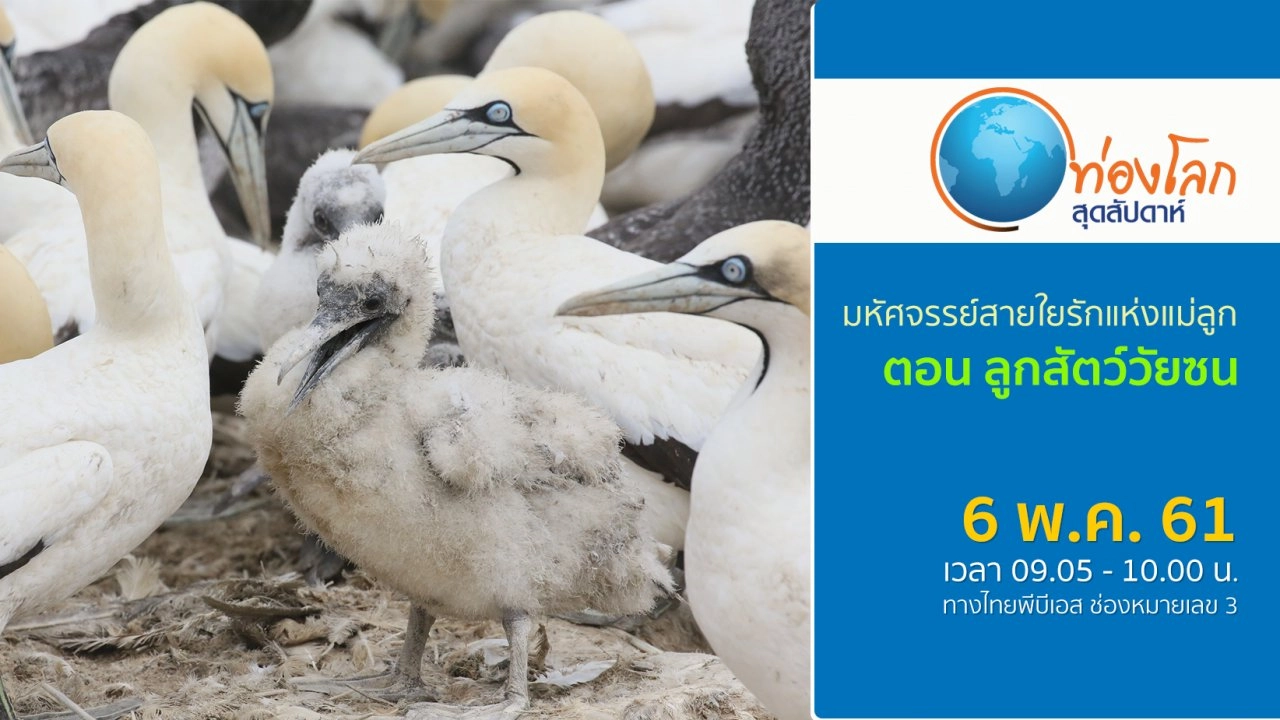 มหัศจรรย์สายใยรักแห่งแม่ลูก ตอน ลูกสัตว์วัยซน