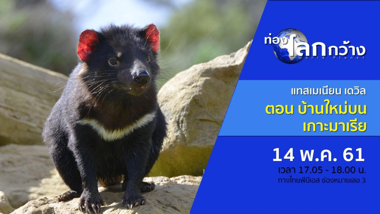 แทสเมเนียน เดวิล ตอน บ้านใหม่บนเกาะมาเรีย