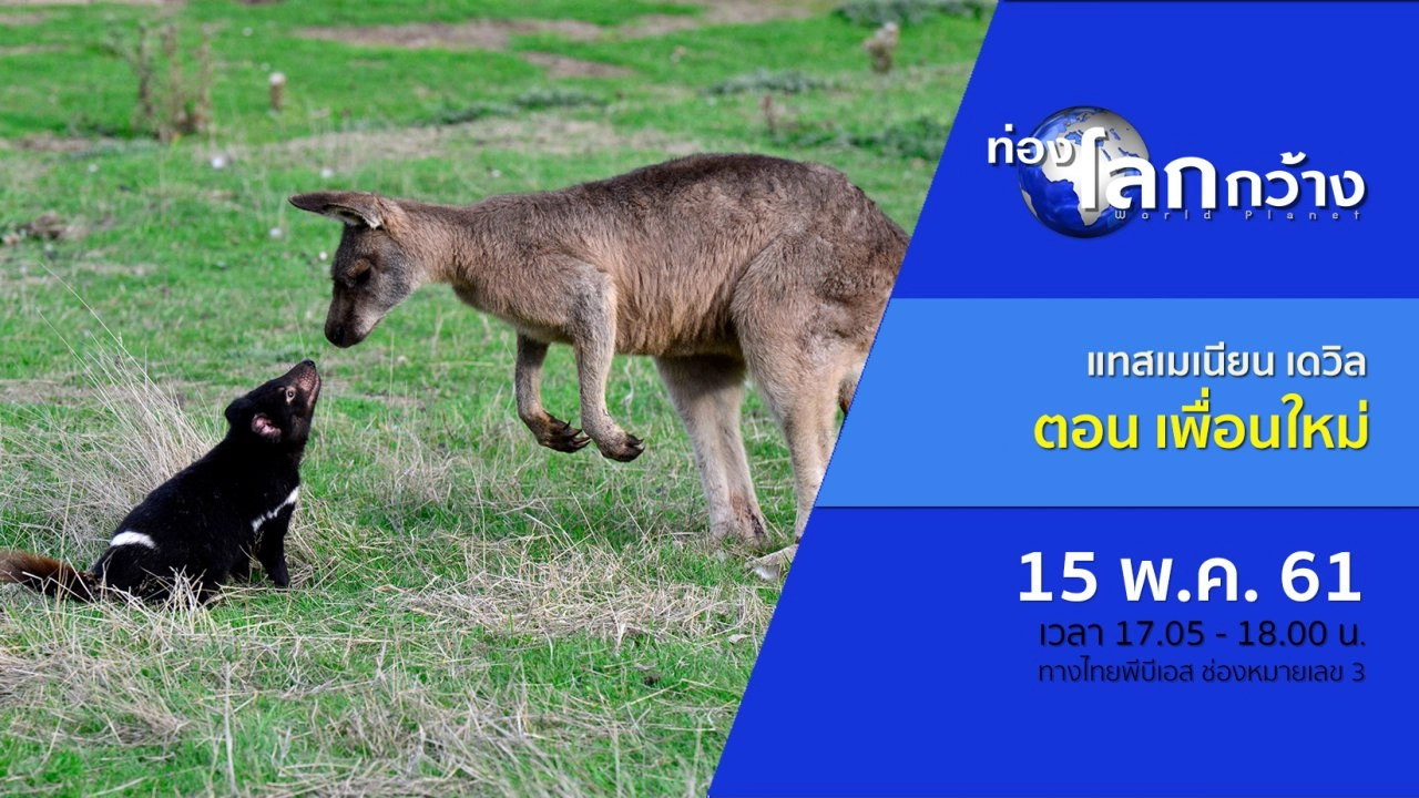 แทสเมเนียน เดวิล ตอน เพื่อนใหม่