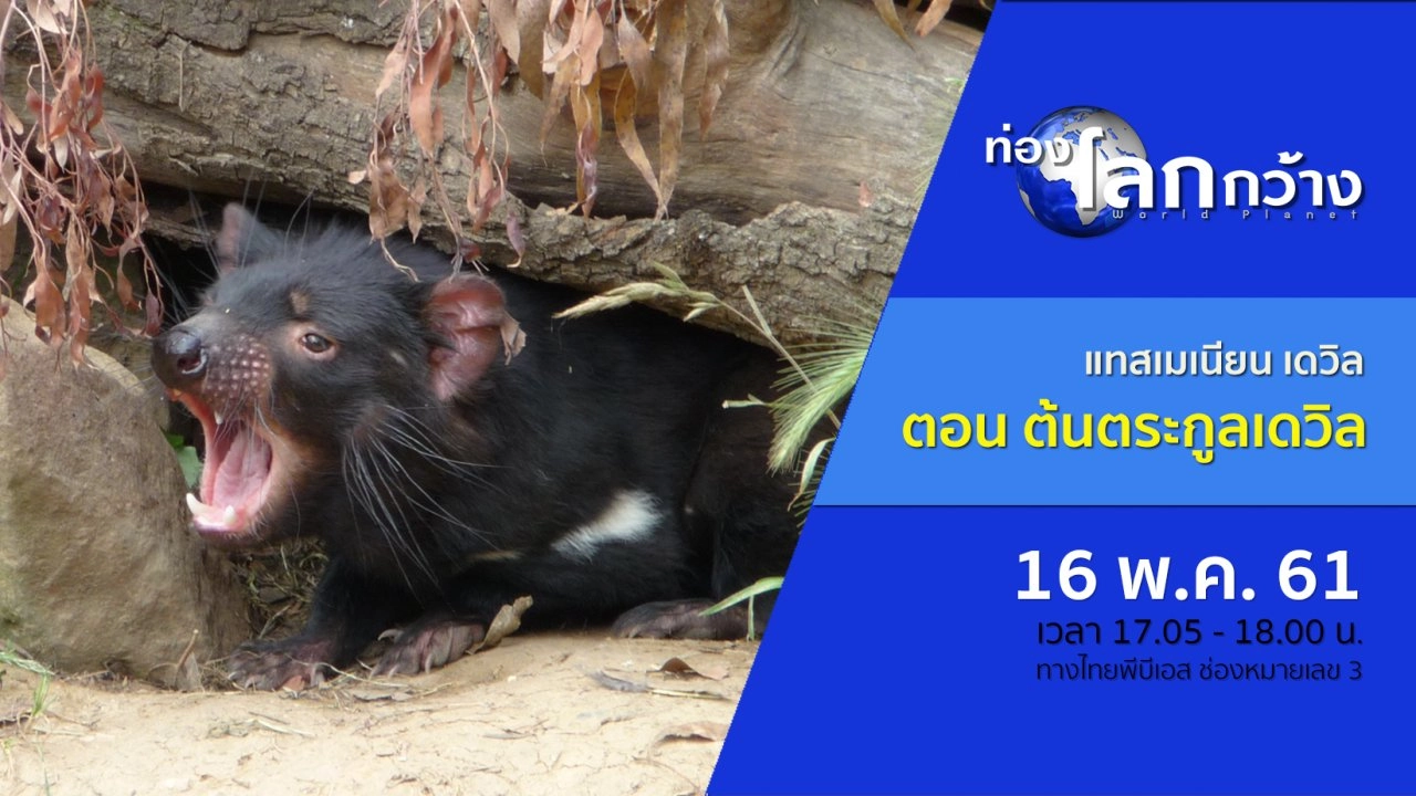 แทสเมเนียน เดวิล ตอน ต้นตระกูลเดวิล