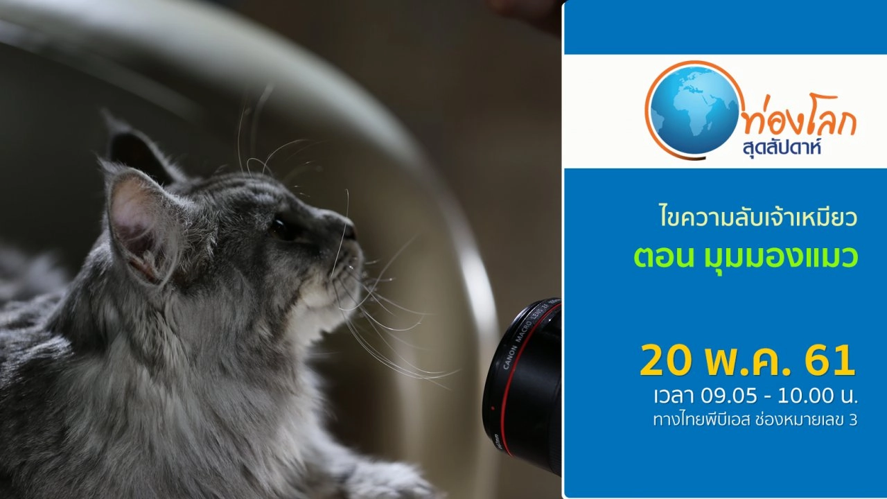 ไขความลับเจ้าเหมียว ตอน มุมมองแมว