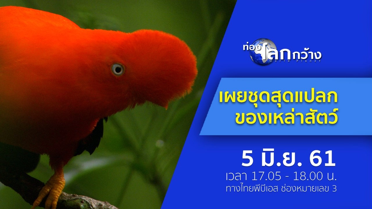 เผยชุดสุดแปลกของเหล่าสัตว์