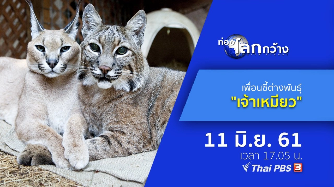 เพื่อนซี้ต่างพันธุ์ ตอน เจ้าเหมียว