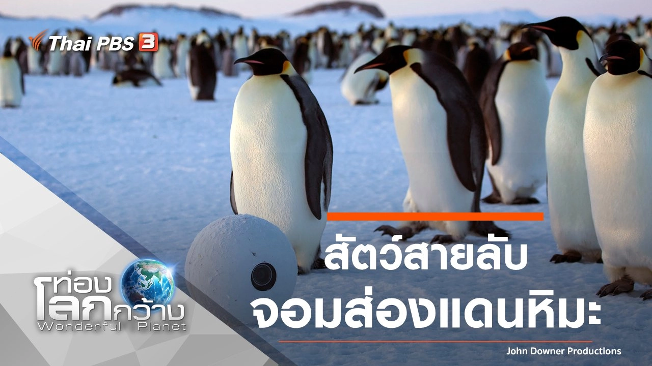 สัตว์สายลับจอมส่องแดนหิมะ