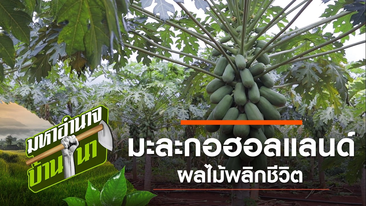 มะละกอฮอลแลนด์ ผลไม้พลิกชีวิต