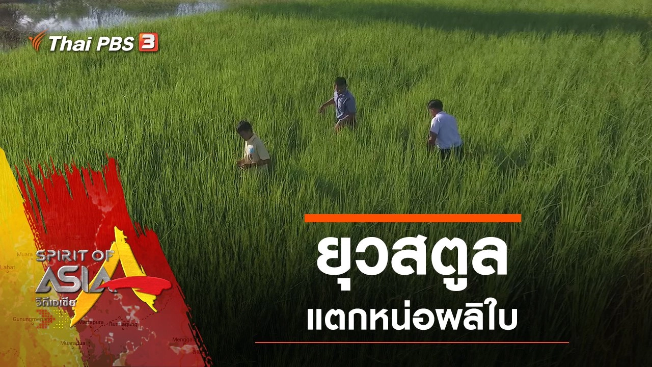 ยุวสตูล แตกหน่อผลิใบ