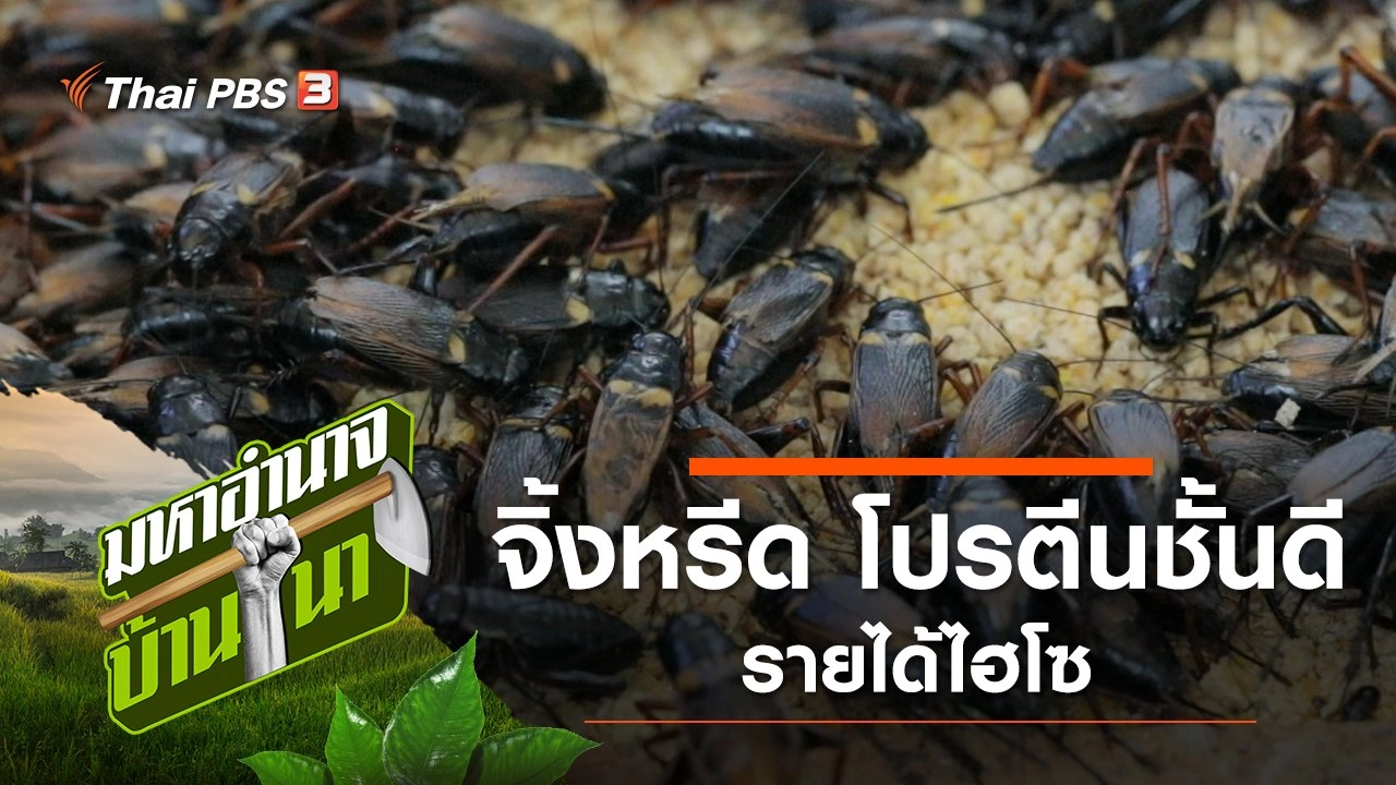 จิ้งหรีด โปรตีนชั้นดี รายได้ไฮโซ