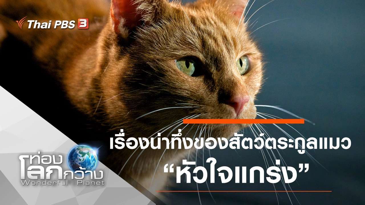 เรื่องน่าทึ่งของสัตว์ตระกูลแมว ตอน หัวใจแกร่ง